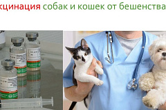 План-график проведения вакцинации против бешенства собак и кошек на прививочных пунктах в Южном административном округе города Москвы в 2023 году