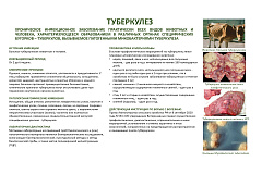 Туберкуллез