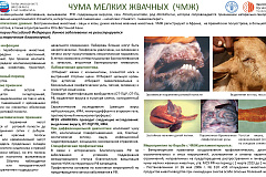 ЧМЖ