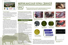 Африканская чума свиней