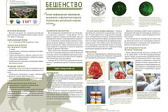 Информационный плакат на тему Бешенство