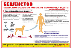Профилактика бешенства